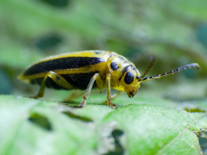 Xanthogaleruca luteola (O.F. Müller, 1776)